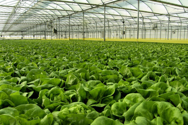 green tech international incepe lucrarile la un proiect de 50 de hectare de sere hidroponice incalzite cu apa geotermala 68ee1080036fd