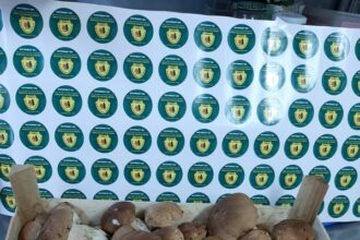 guvernul a aprobat bugetul romsilva pe 2025 bonusurile au fost taiate drastic 68f0fba811bca