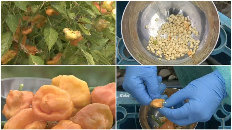 Un ardei iute românesc promite să devină cel mai picant din lume: „După ce lucrăm cu el, abia ne putem folosi de degete” 1 video un soi de ardei iute creat in romania ar putea deveni cel mai picant din lume abia putem folosi degetele dupa ce lucram cu el 68de73f318745