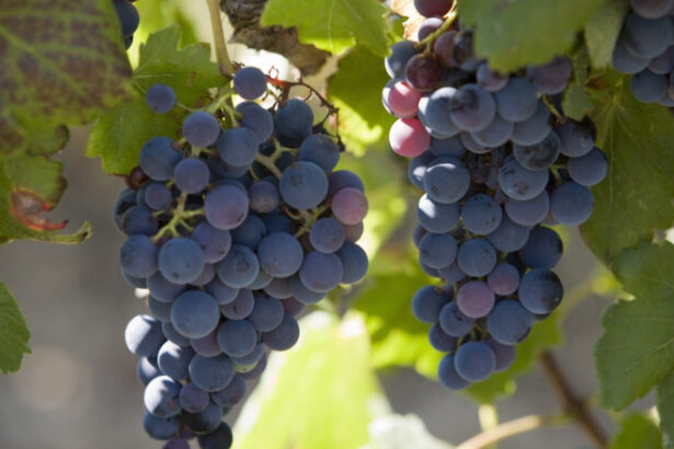 franta va cheltui 130 de milioane de euro pentru defrisarea plantatiilor de vita de vie pe fondul supraproductiei de vin 6925a294bdfdc