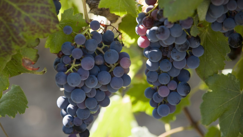 Franța investește 130 de milioane de euro în tăierea viilor ca răspuns la supraproducția de vin 1 franta va cheltui 130 de milioane de euro pentru defrisarea plantatiilor de vita de vie pe fondul supraproductiei de vin 6925a294bdfdc