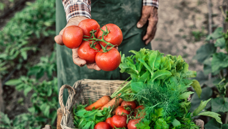 Ministerul Agriculturii a încheiat plățile pentru cultivatorii din sere și solarii, alocând 300 de milioane de lei pentru legumele autohtone 1 ministerul agriculturii a finalizat platile catre producatorii din sere si solarii 300 de milioane de lei pentru legumele romanesti 69268a9ab8fd7
