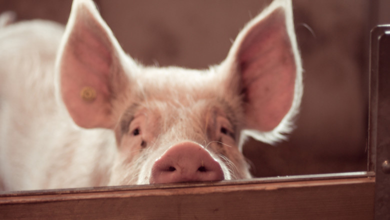 Alertă de pestă porcină în Buzău: fermierii în criză, iar localnicii renunță la porci pentru sărbători 1 video focar de pesta porcina in judetul buzau fermieri disperati de teama ceilalti localnici au inceput sa si taie porcii pentru craciun 69195b9a9f19d
