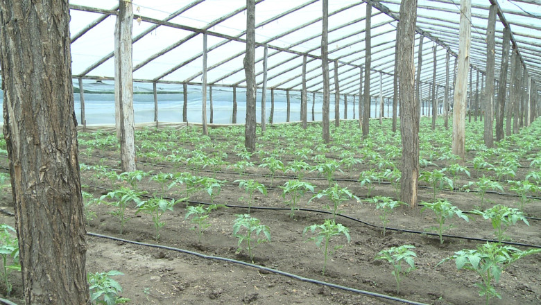 Guvernul impune impozit pe sere și solarii: creșteri de prețuri în piețe din ianuarie, reacțiile fermierilor 1 video guvernul introduce impozitul pe sere si solarii scumpiri in piete din ianuarie ce spun fermierii 6925d1734fe01