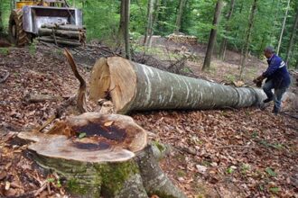 diana buzoianu ministrul mediului a trimis in avizare ministeriala proiectul de reorganizare a romsilva 69405cbeebb2e