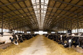 dn agrar group cel mai mare producator de lapte din romania deschide noua unitate din ferma lacto agras si se pregateste de listarea pe piata principala a bvb 69411c3c95a43