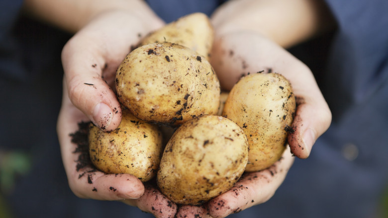 Sprijin financiar de până la 2 milioane de euro pentru fermierii români care cultivă cartofi, cu posibilitatea de a aplica începând din ianuarie 2026 1 fermierii romani care cultiva cartofi pot primi finantare de pana la 2 milioane de euro proiectele pot fi depuse din ianuarie 2026 6953e58f5c824