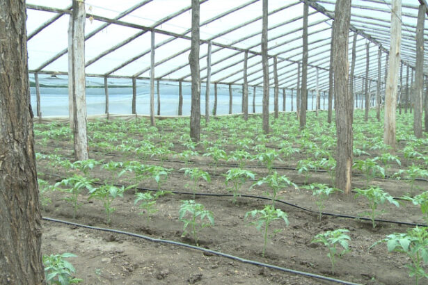 psd va cere in coalitie eliminarea impozitului pe solarii nemultumeste romanii nu aduce bani la buget 69398c47ab0be