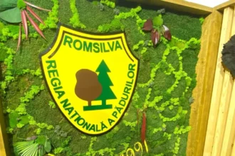 romsilva a investit in acest an 289 de milioane lei in drumuri forestiere depozite si utilaje 694d2196a0c69