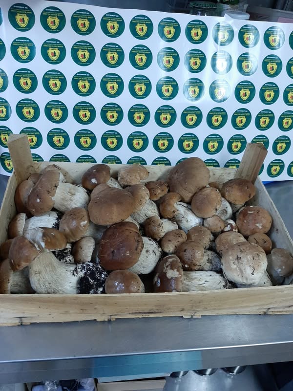 Romsilva înregistrează câștiguri de 34 de milioane de lei din valorificarea vânatului și a produselor forestiere în primele 11 luni 1 romsilva a obtinut 34 de milioane de lei in primele 11 luni din valorificarea vanatului produselor nelemnoase si salmonicultura 694fc9494f550