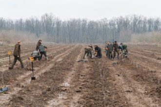 romsilva va planta 28 milioane de puieti forestieri in campania de impaduriri de toamna 6939a867d53c2