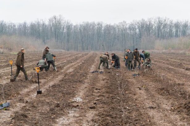 romsilva va planta 28 milioane de puieti forestieri in campania de impaduriri de toamna 6939a867d53c2