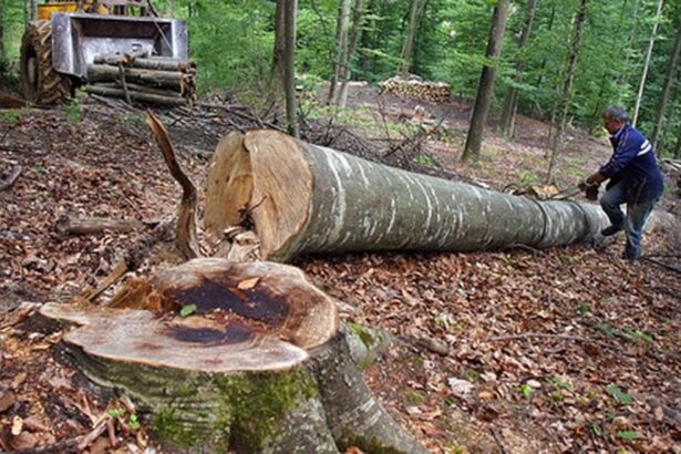 romsilva vinde lemn pentru foc incepand din acest an prin magazinul sau online 6946af95d476c