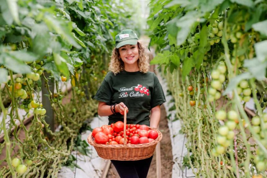 Roșii românești proaspete pe tot parcursul anului. Cooperativa din Căpușu Mare, Cluj, se integrează în inițiativa Carrefour Grădina Noastră 1 rosii romanesti tot anul cooperativa din capusu mare judetul cluj se alatura programului carrefour gradina noastra 693089fbdf1bc