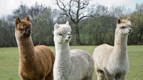 alpaca becomes a unicorn 69679ad1890e0