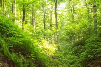 aproape 165 000 de hectare de paduri afectate de uscare in primele noua luni din 2025 masurile luate de romsilva in giurgiu ialomita si calarasi 695a714e015ae