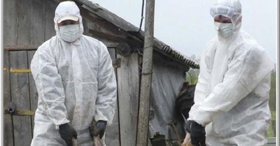 Gripa aviară își face din nou simțită prezența în România, cu un focar periculos descoperit la Vaslui 1 gripa aviara se reintoarce in romania focar cu genotipul inalt patogen la vaslui 697384d5c8f5a