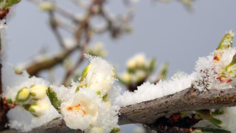 Executivul oferă ajutoare financiare imediate pentru pomicultorii afectați de înghețul tardiv din primăvara anului 2023 1 guvernul acorda sprijin financiar de urgenta pomicultorilor afectati de inghetul tarziu din primavara lui 2025 6984af9821a45