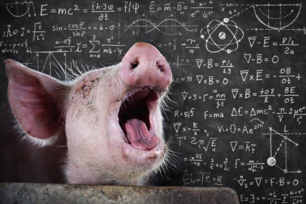 paradoxul porcului romanesc pretul carnii de porc la poarta fermei este mai mic cu aproape 2 lei kg sub costul de productie apcpr 699ed76f89898