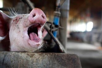 porcul e de vina pentru cele mai mari pierderi in balanta comerciala a romaniei deficit anual de peste 12 miliarde de euro anunta madr 698b28631bb8b