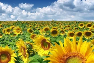 lider intre producatorii europeni de oleaginoase cum arata prima prognoza din acest an la floarea soarelui rapita si soia 69c2794edbf12