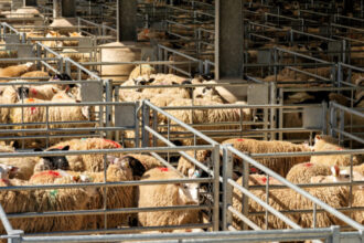 algeria vrea sa importe peste un milion de ovine din romania in 2027 in premiera sunt incluse si livrari de carne 69ce3c81b8c51