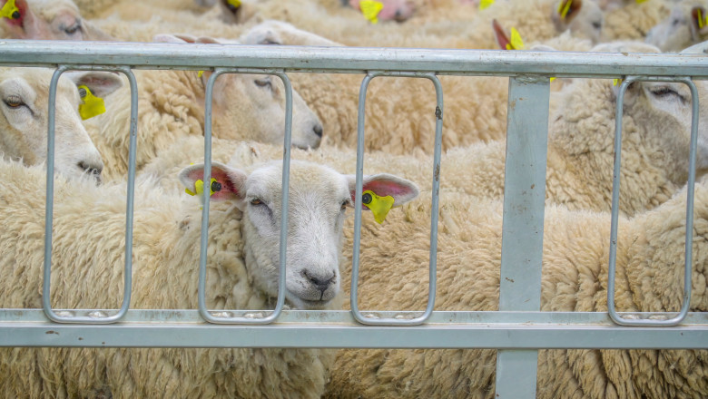 Consecințele conflictului din Orientul Mijlociu asupra exporturilor de ovine: DSVSA anunță efecte vizibile după sărbătorile Pascale 1 cum afecteaza conflictul din orientul mijlociu exporturile de ovine dsvsa impactul va fi vizibil dupa paste 69d37dd01a6e5