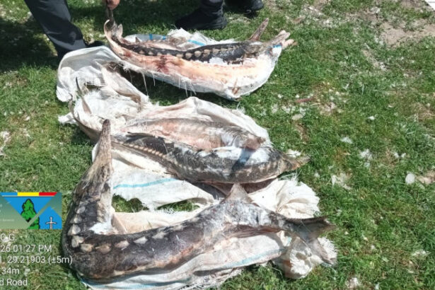 controale in delta dunarii sturioni descoperiti intr o lada frigorifica deversari ilegale in dunare si amenzi de 230 000 de lei 6a31390f9df1b