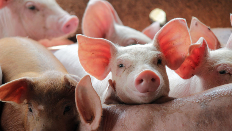 MADR ia măsuri pentru combaterea pestei porcine africane, alocând un buget de 125 de milioane de lei pentru sprijin financiar 1 madr pregateste ajutoare pentru prevenirea pestei porcine africane bugetul total alocat schemei este de 125 de milioane de lei 6a2ab45e04d9c