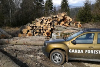 nereguli descoperite de garda forestiera intr o padure din suceava procurorii sesizati dupa taieri ilegale si furt de lemne 6a2fd980168a0