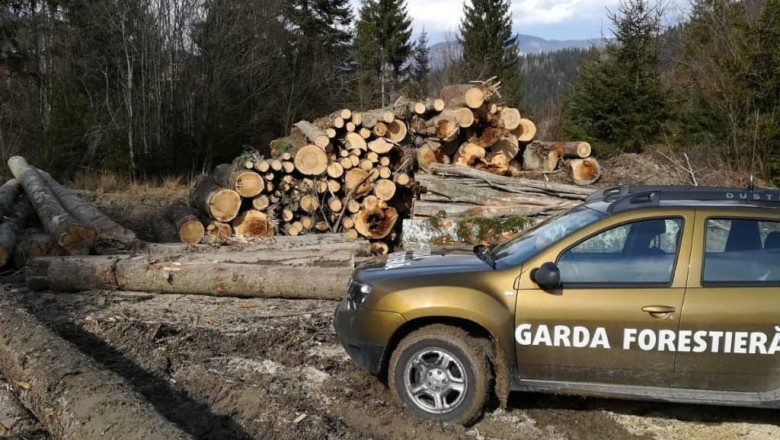 Abuzuri în pădurile din Suceava: Garda Forestieră atrage atenția, iar procurorii intervin în urma tăierilor ilegale și a furturilor de lemn 1 nereguli descoperite de garda forestiera intr o padure din suceava procurorii sesizati dupa taieri ilegale si furt de lemne 6a2fd980168a0