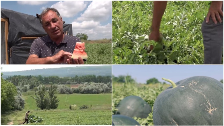 video vremea capricioasa din ultimele saptamani intarzie productia de pepeni romanesti cand ar putea aparea in piete 6a25361c12e7b